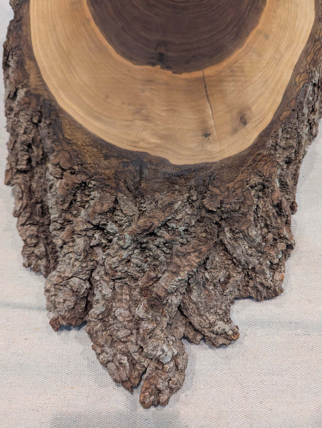 Black Walnut Slice