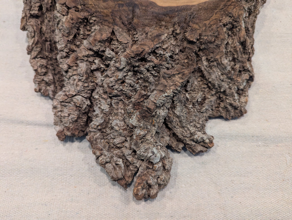 Black Walnut Slice