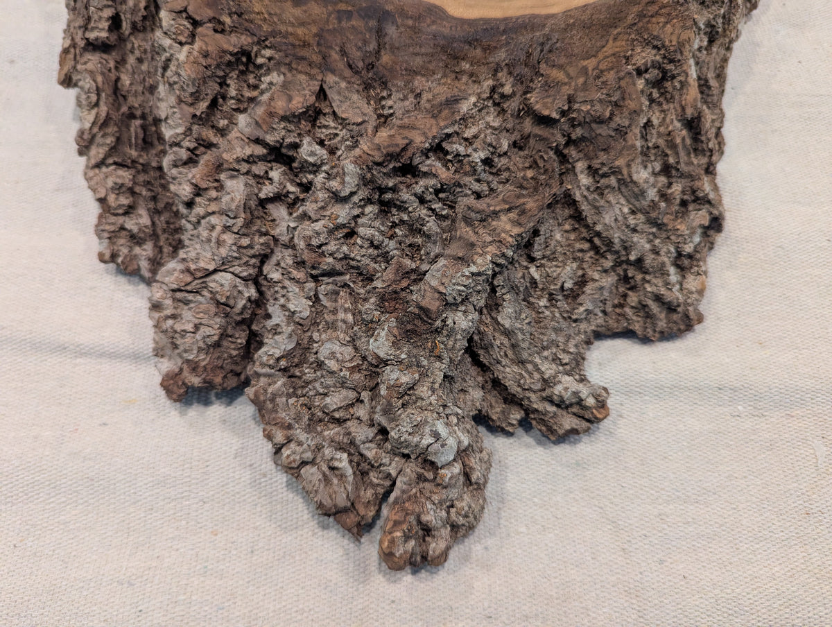 Black Walnut Slice